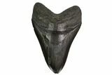 Fossil Megalodon Tooth - South Carolina #149419-1